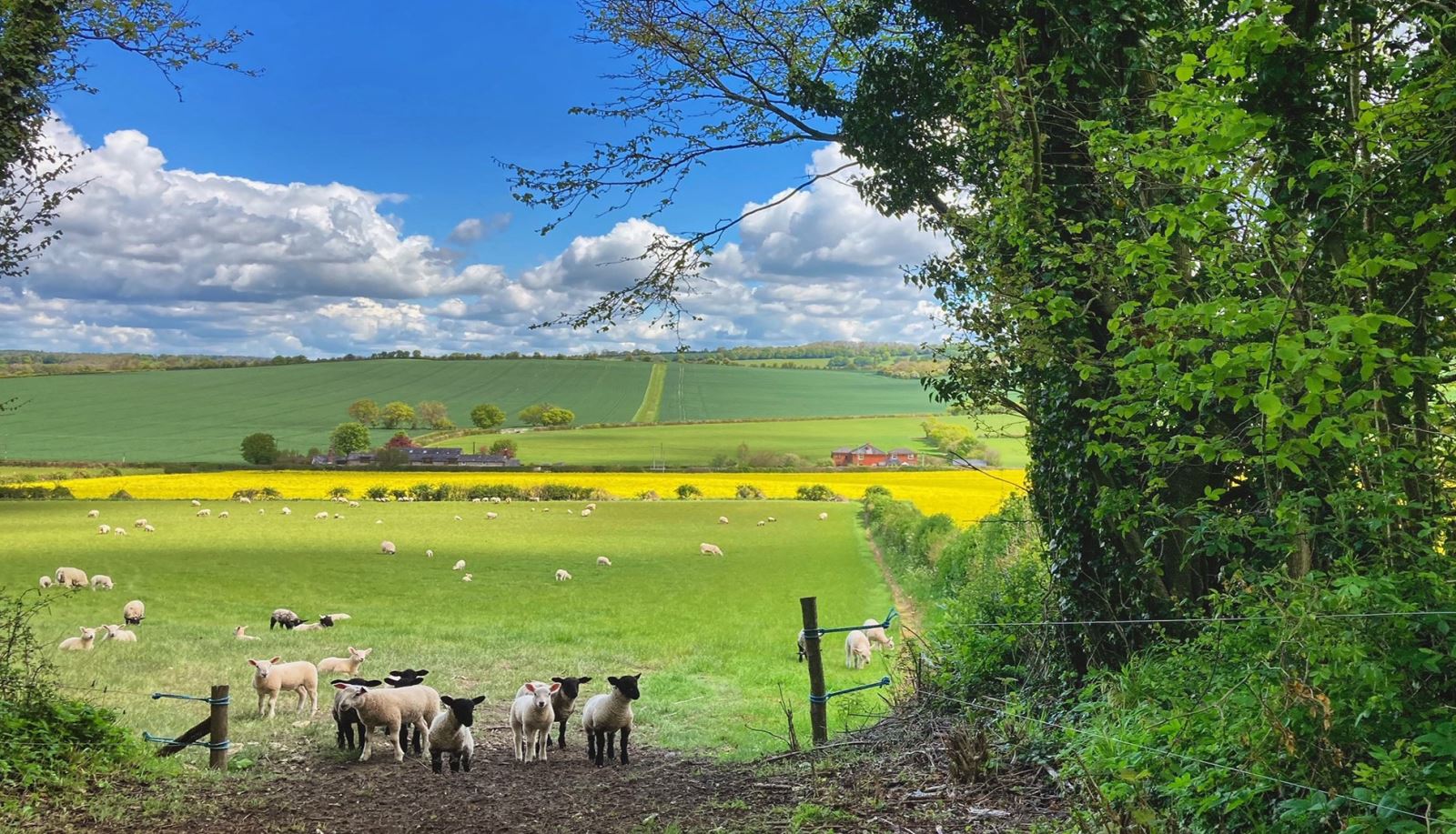 spring lambs in a field